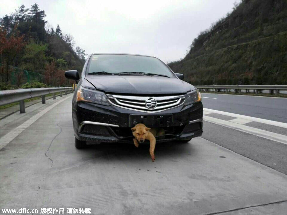 小狗高速上被撞进车身 被带着跑800里生还