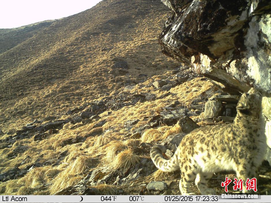 四川卧龙利用野外红外相机首次拍到雪豹母子影像