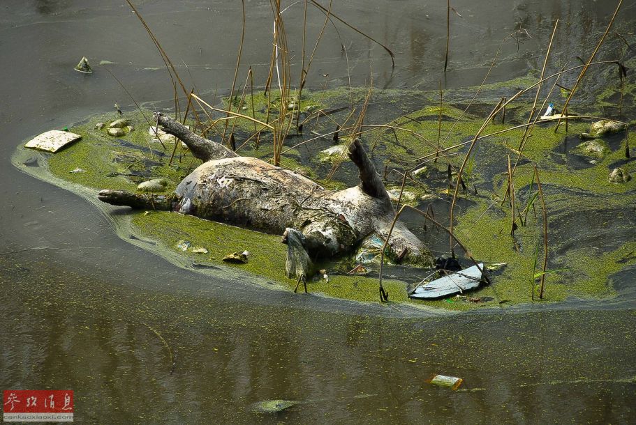 安徽现大多动物死尸 污染水资源[1]