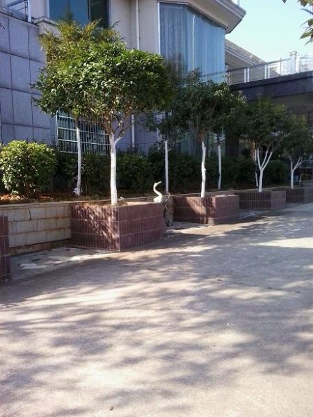 湖南一县委书记被指建豪华别墅 官方回应：他哥的