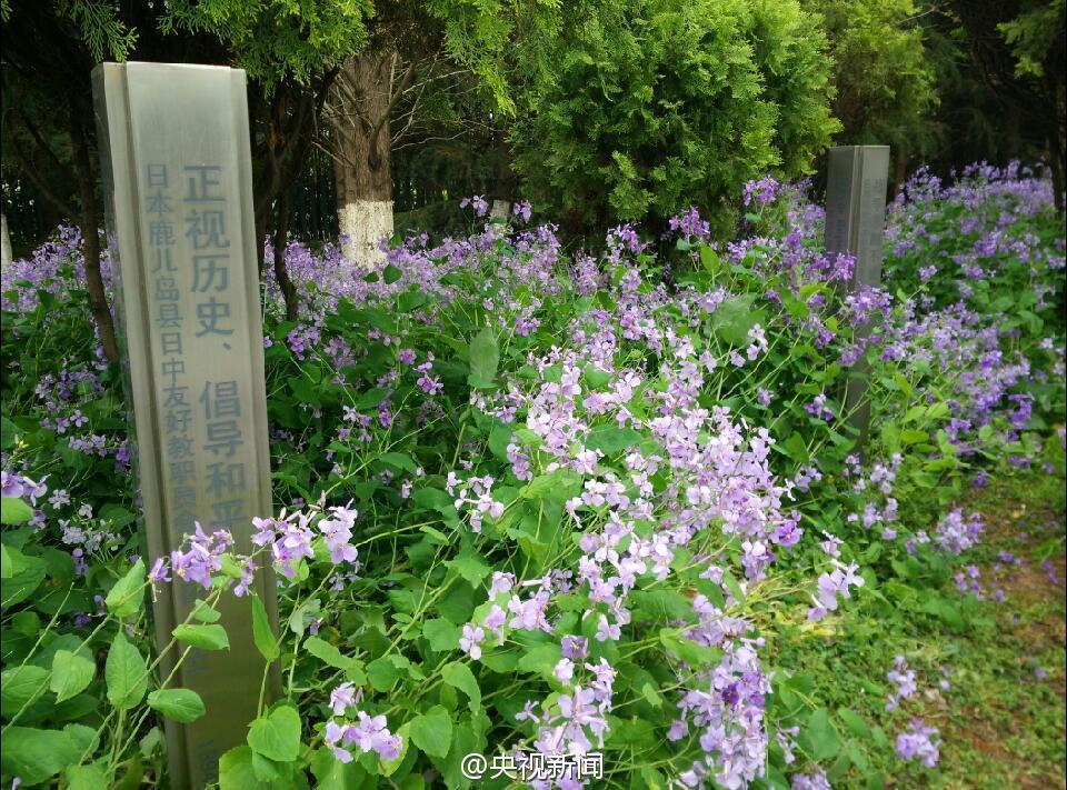 日本访华团坚持植树30年悼念南京大屠杀