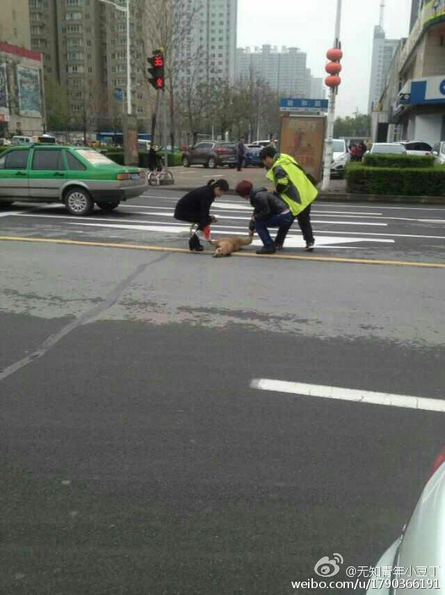 洛阳：黄狗病倒躺路中间 两同伴不离不弃