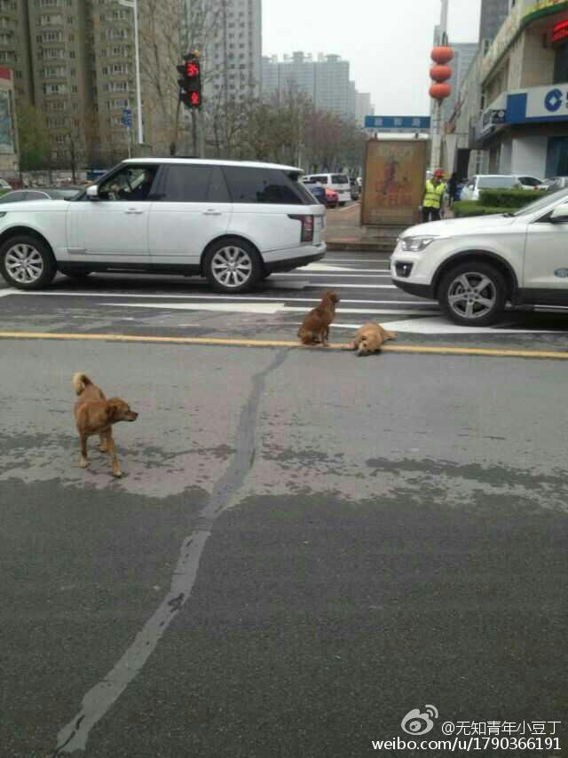 洛阳：黄狗病倒躺路中间 两同伴不离不弃