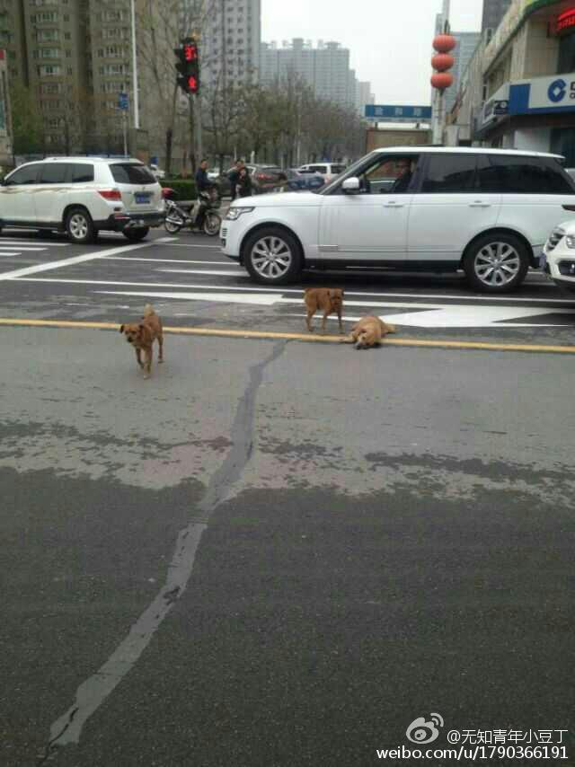 洛阳：黄狗病倒躺路中间 两同伴不离不弃
