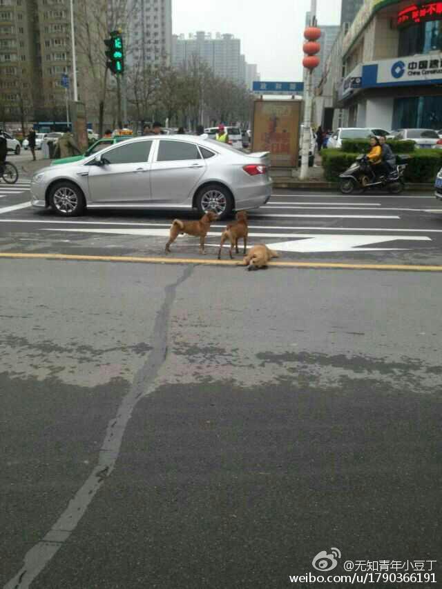 洛阳：黄狗病倒躺路中间 两同伴不离不弃