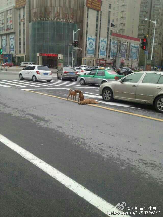 洛阳：黄狗病倒躺路中间 两同伴不离不弃