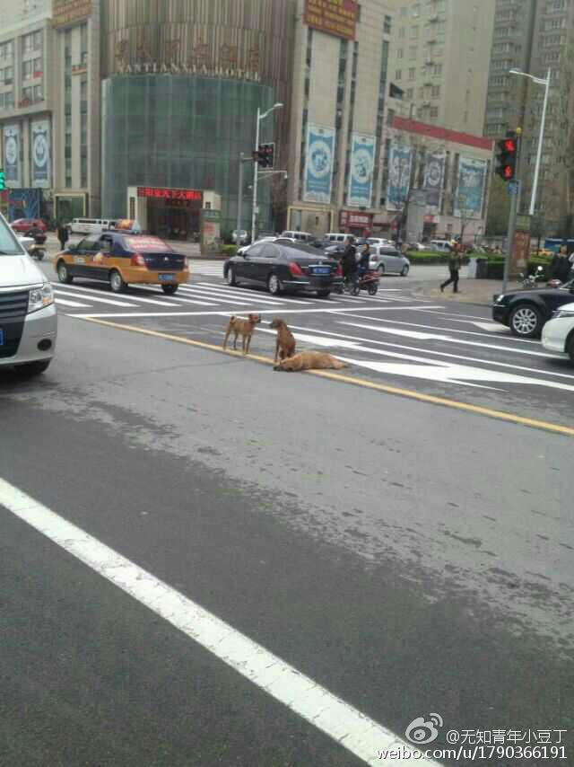 洛阳：黄狗病倒躺路中间 两同伴不离不弃