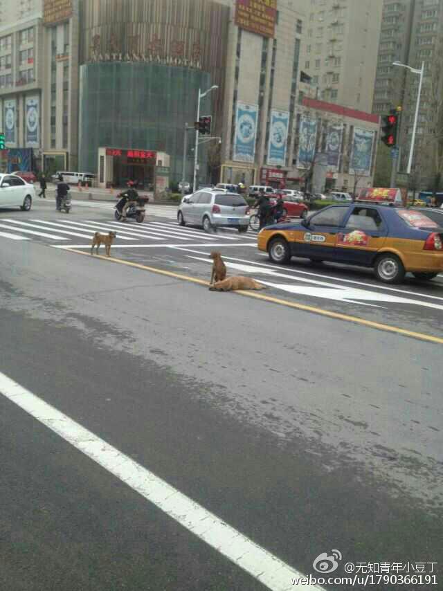 洛阳：黄狗病倒躺路中间 两同伴不离不弃