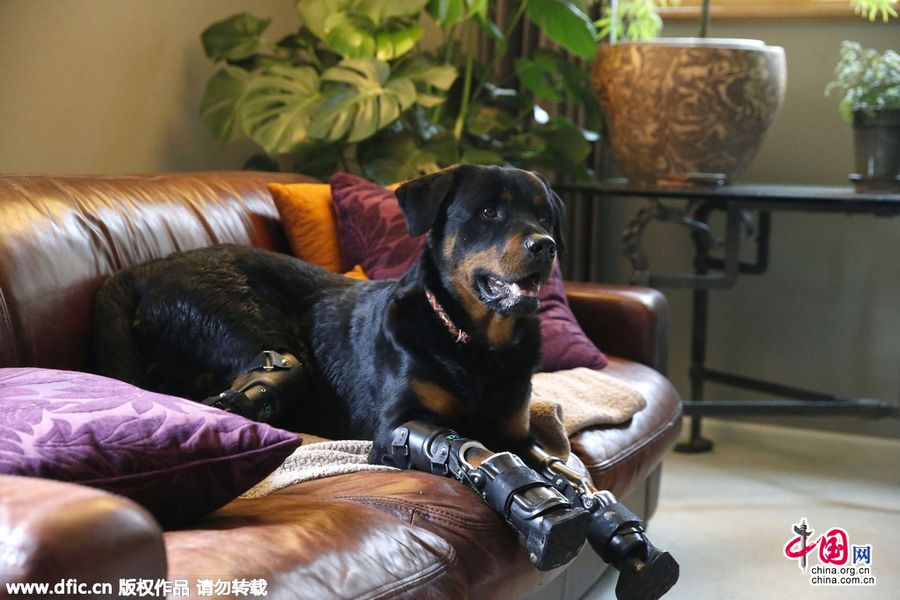 美国残疾狗狗四肢均为义肢 被称为“机器狗”