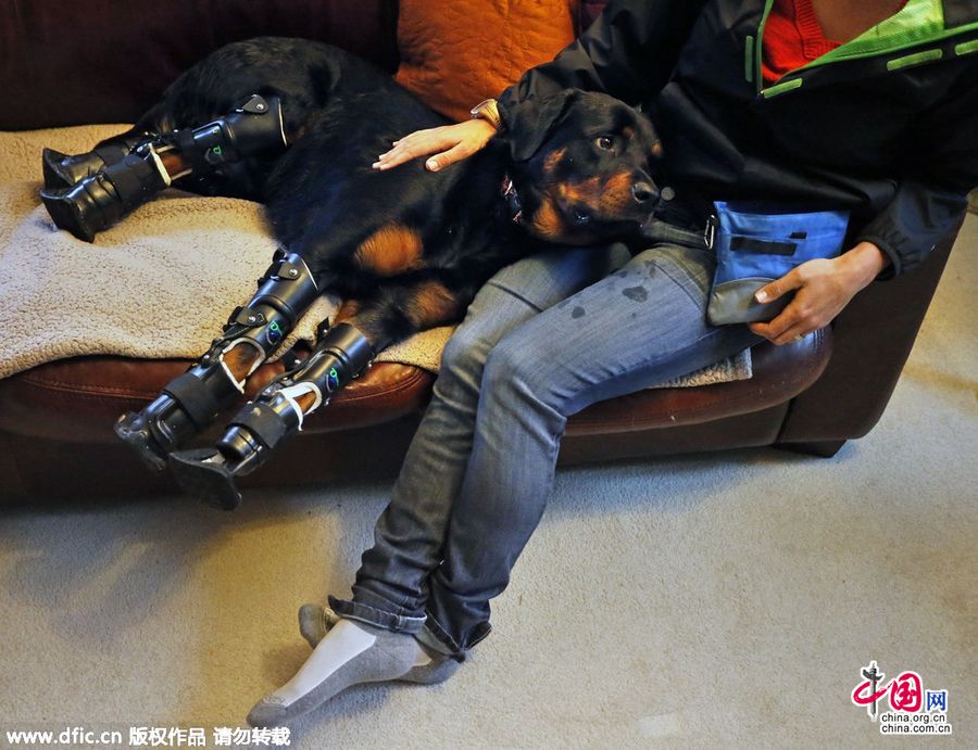 美国残疾狗狗四肢均为义肢 被称为“机器狗”