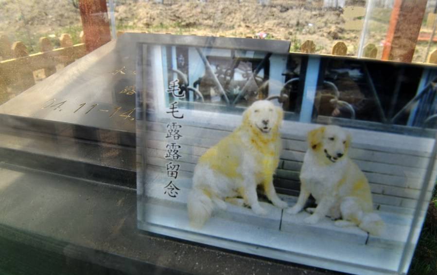 北京宠物公墓：清明也迎扫墓高峰