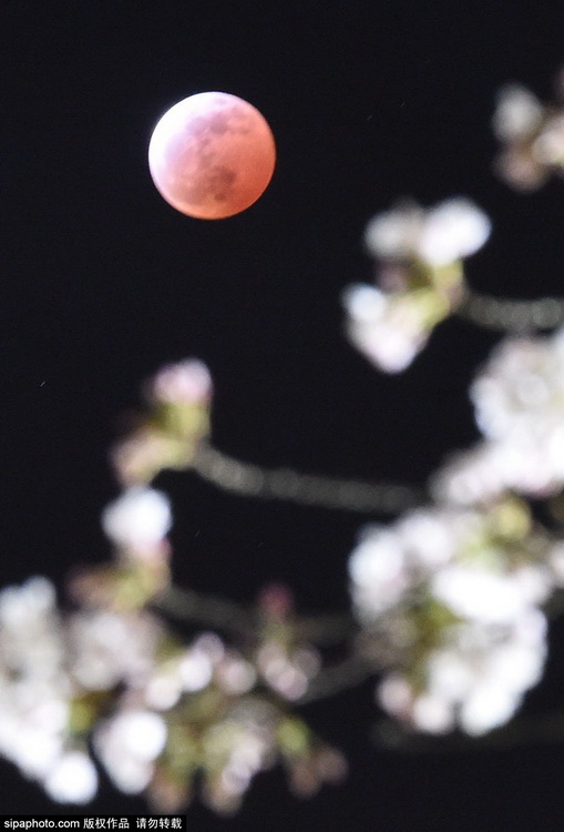 全球各地出现月全食现象 “红月亮”悬挂夜空