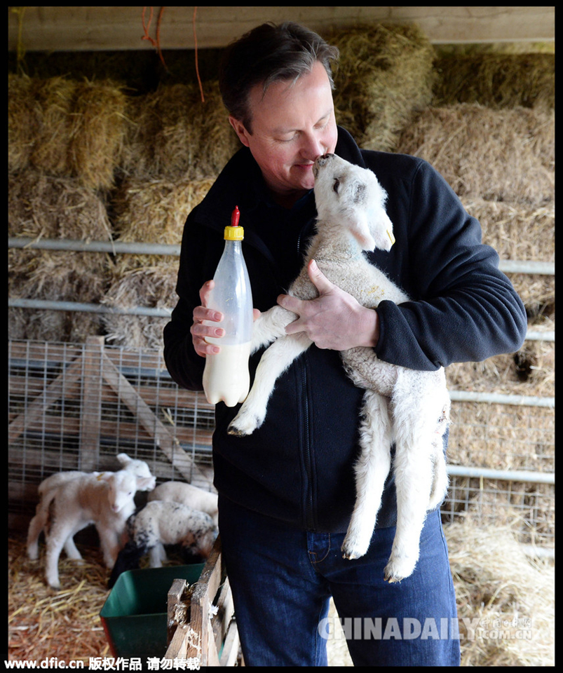 卡梅伦复活节给小羊羔喂奶 玩亲亲秀亲民形象 <br\/> - 图片频道 - 中国日报网
