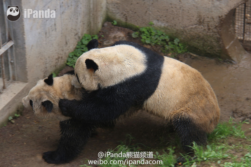 全球首播大熊猫自然交配全过程