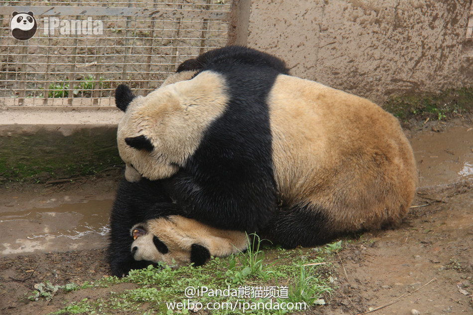 全球首播大熊猫自然交配全过程