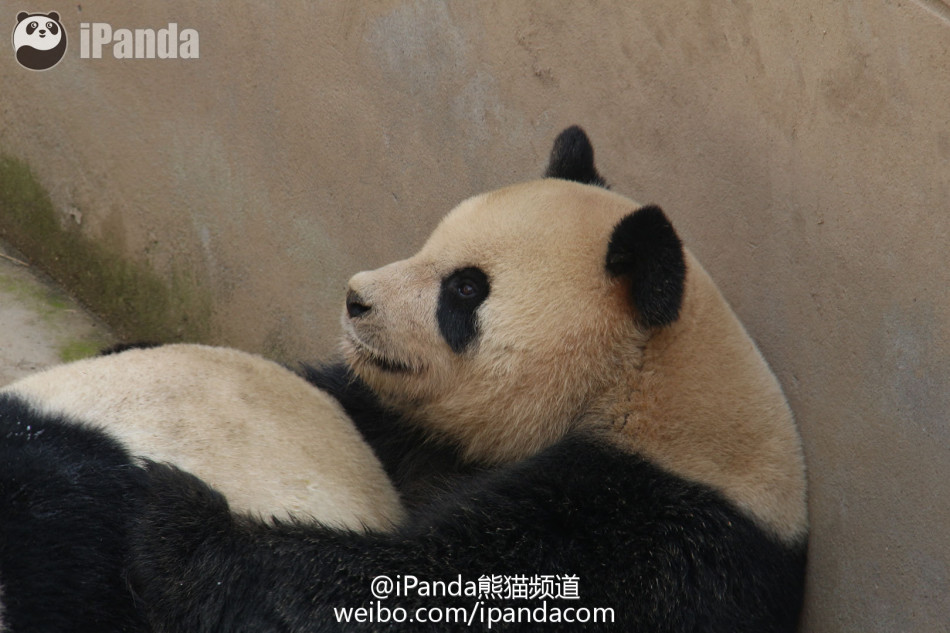 全球首播大熊猫自然交配全过程