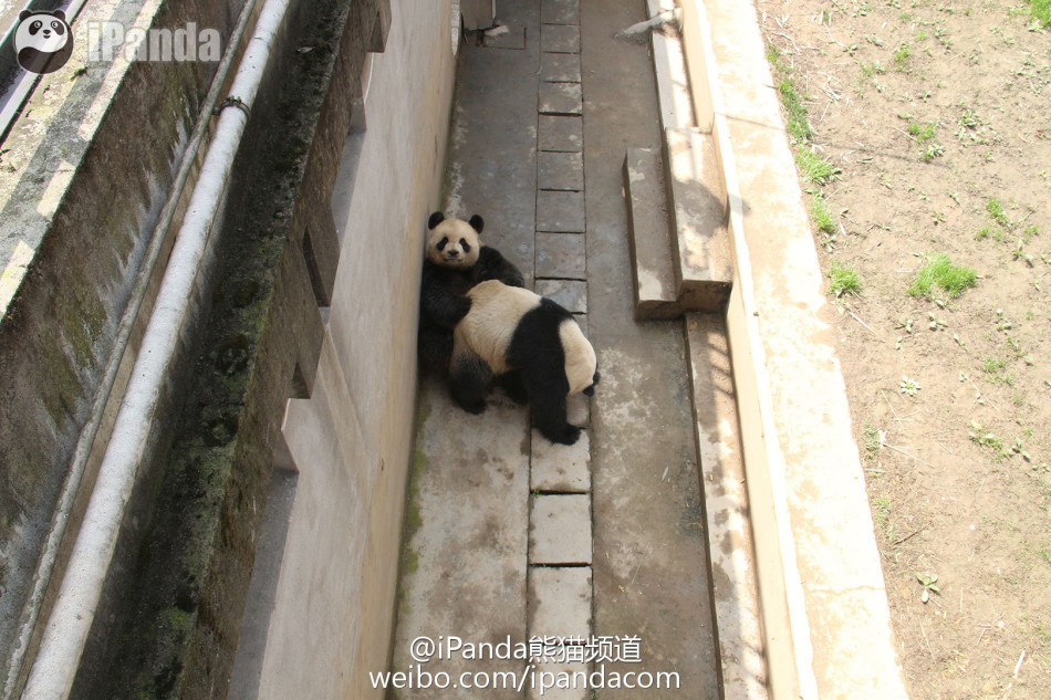 全球首播大熊猫自然交配全过程