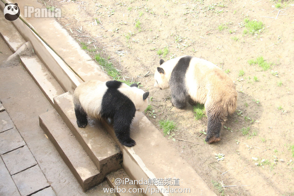 全球首播大熊猫自然交配全过程