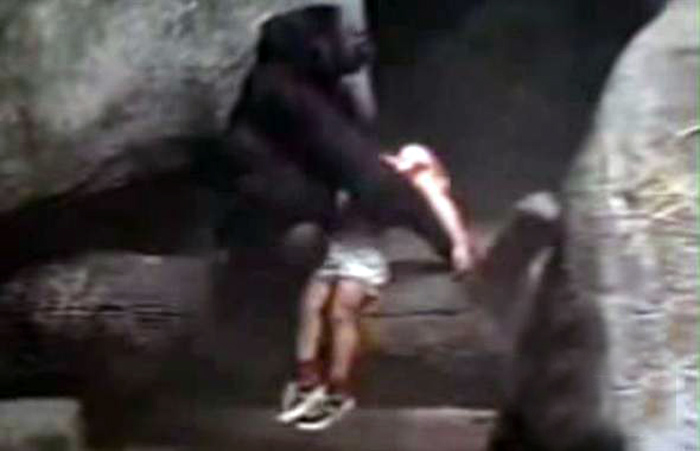 母猩猩拯救人类3岁小孩