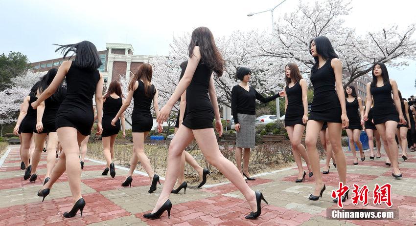 韩国女生樱花下走秀 鲜花美腿相映成趣