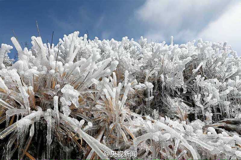 春天里的“冰雪奇缘”