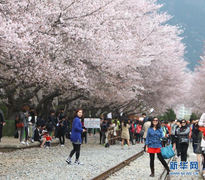 韩国镇海现开往春天的列车 引游人争相拍照