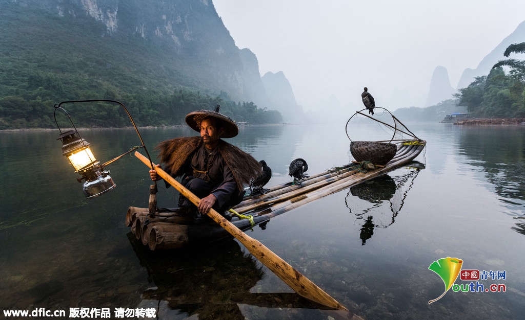 摄影师拍摄漓江鸬鹚捕鱼 演绎流传千年技法