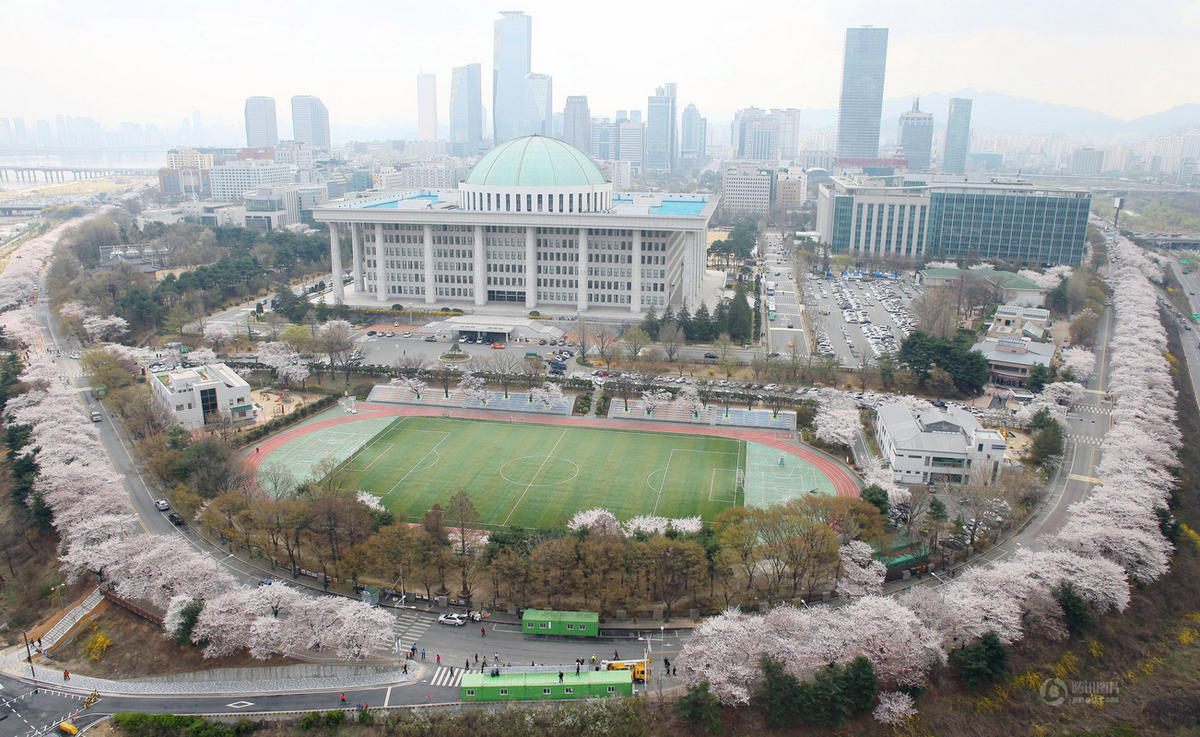 韩国首尔汝矣岛国会被盛开樱花“包围”