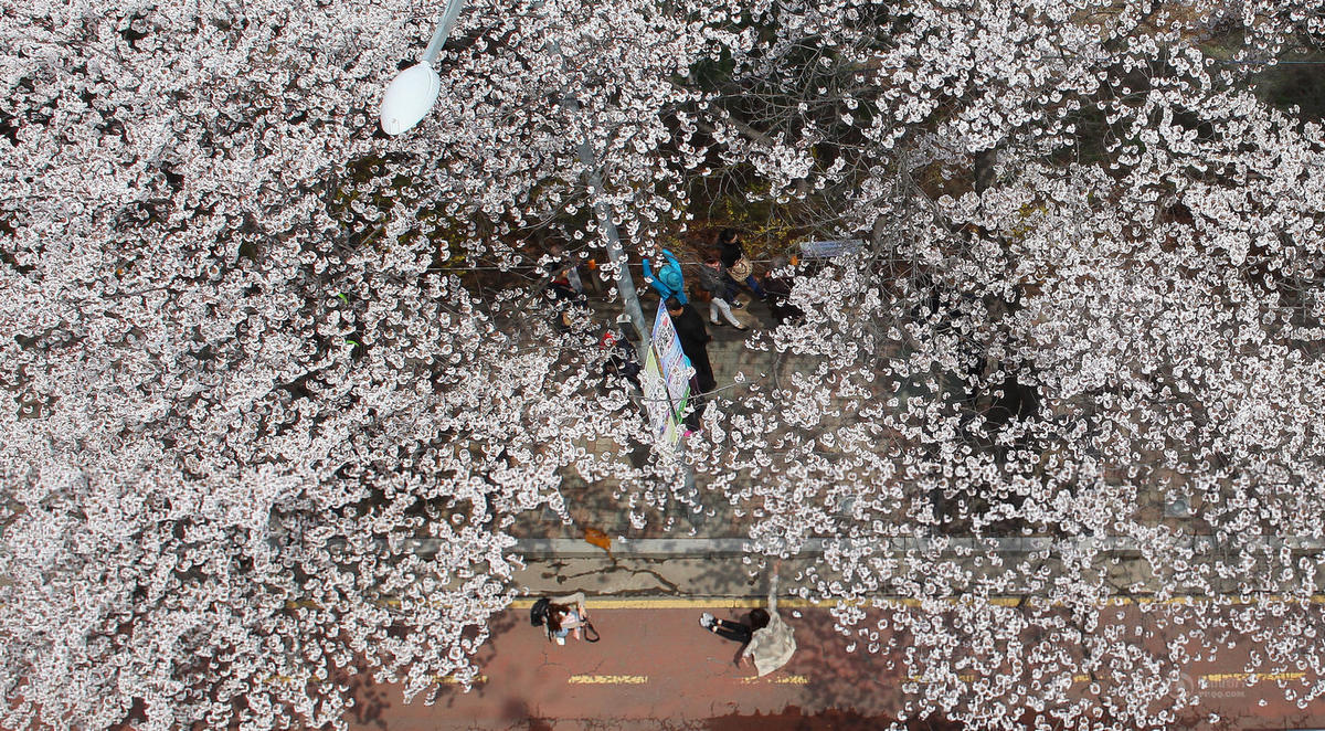 韩国首尔汝矣岛国会被盛开樱花“包围”