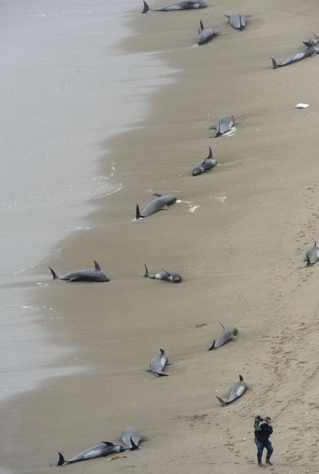 日本茨城海边出现上百头搁浅海豚