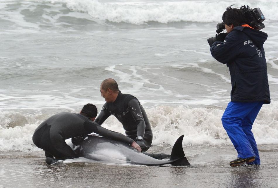 日本茨城海边出现上百头搁浅海豚