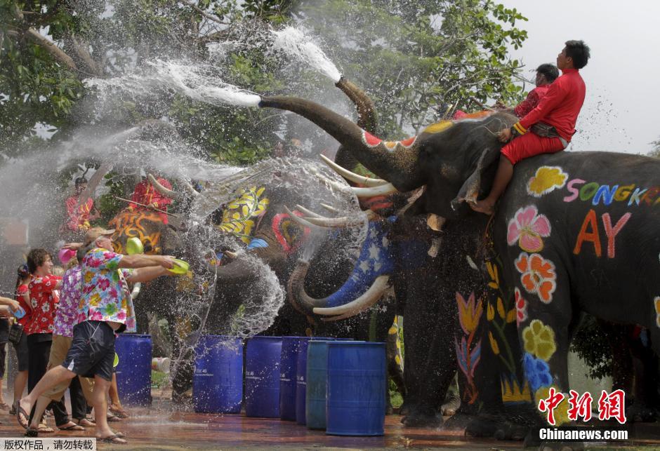 泰国泼水节 游客与大象水花中嬉戏