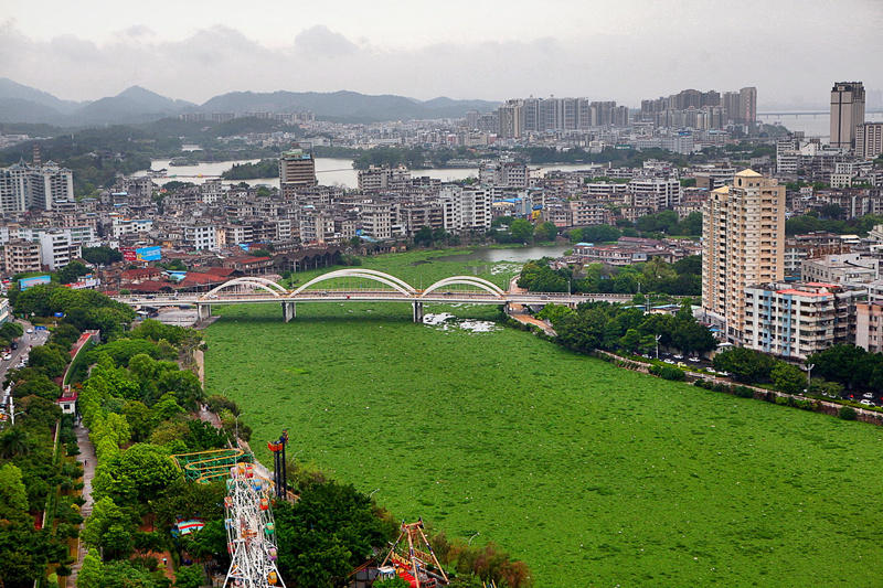 广东惠州水浮莲成灾 两江变成“大草原”