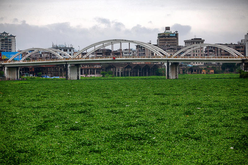 广东惠州水浮莲成灾 两江变成“大草原”