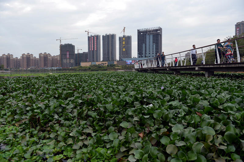 广东惠州水浮莲成灾 两江变成“大草原”