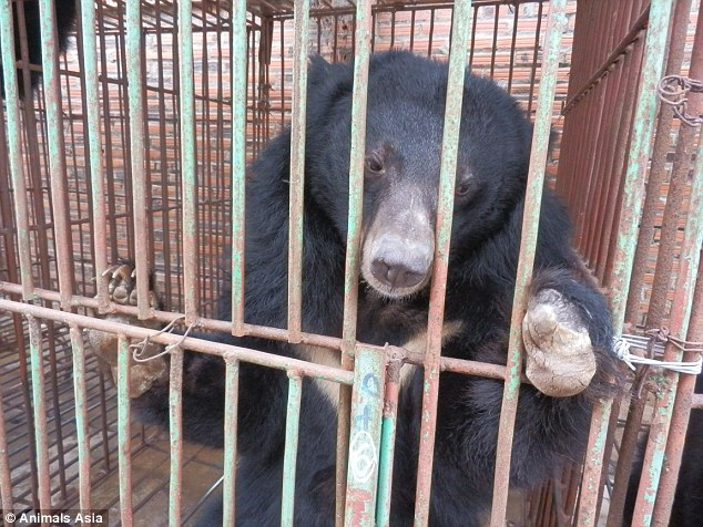 暗访越南屠宰场：切熊掌 抽熊胆