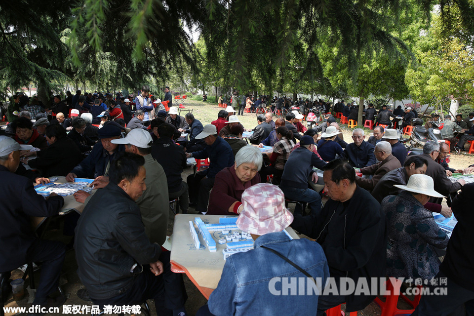 安徽：老人公园打麻将 大树下每日摆上百桌