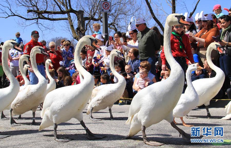 加拿大小镇举行天鹅报春游行