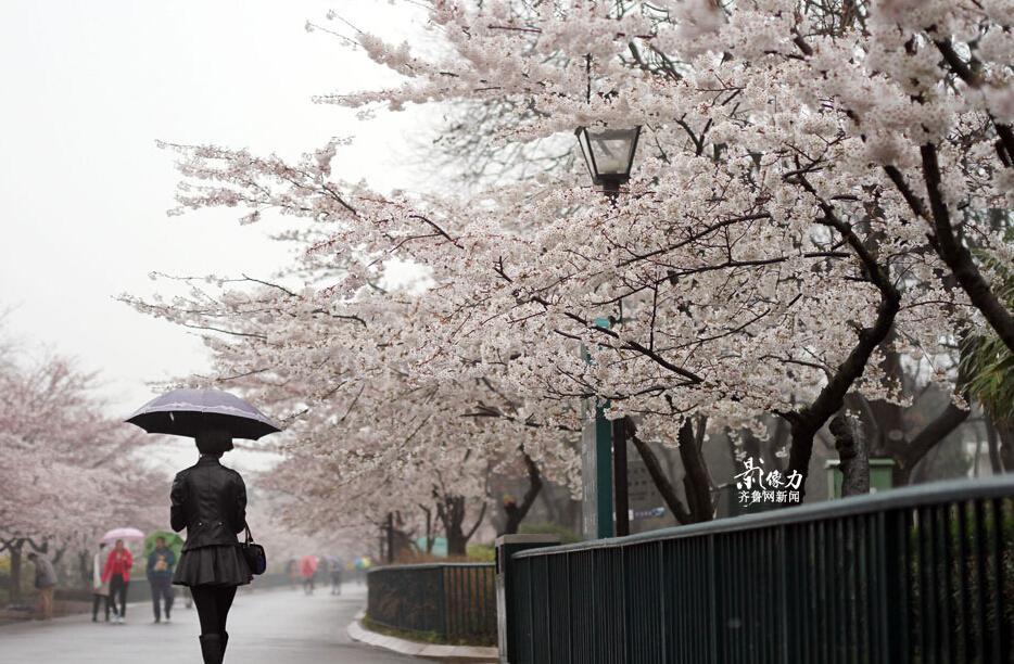 青岛600米樱花街繁花竞放 游客淋雨赏美景