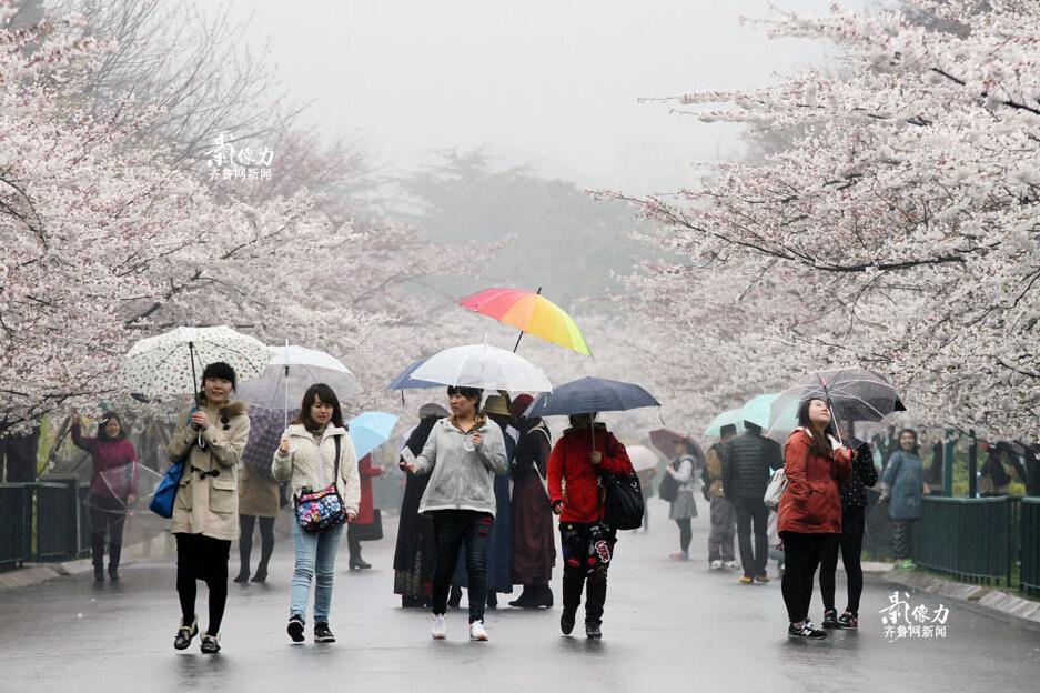 青岛600米樱花街繁花竞放 游客淋雨赏美景
