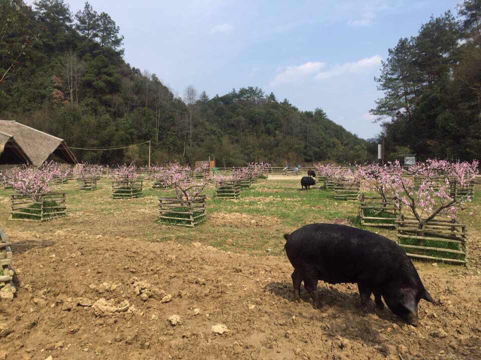 杭州全中国最美猪圈胜似世外桃源