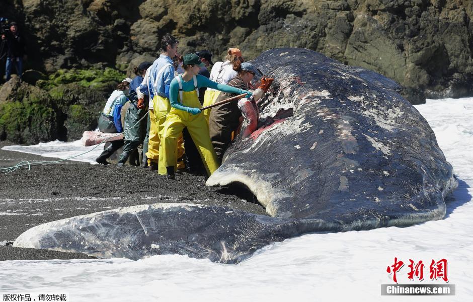 抹香鲸美国海滩搁浅死亡 生物学家现场解剖验尸