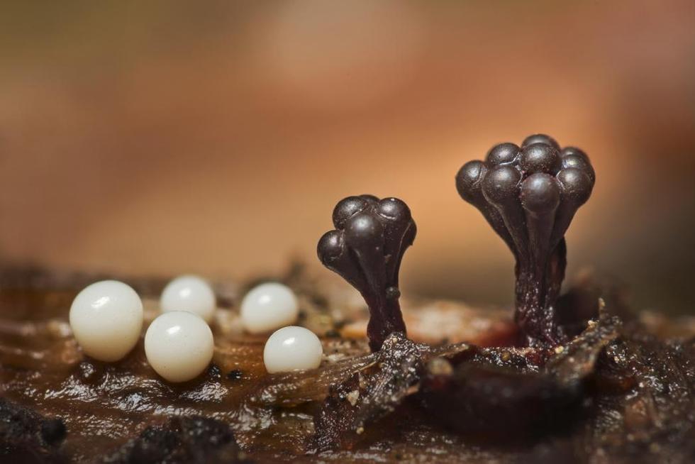 显微镜下微生物如“外星森林”