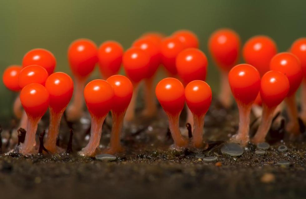 显微镜下微生物如“外星森林”