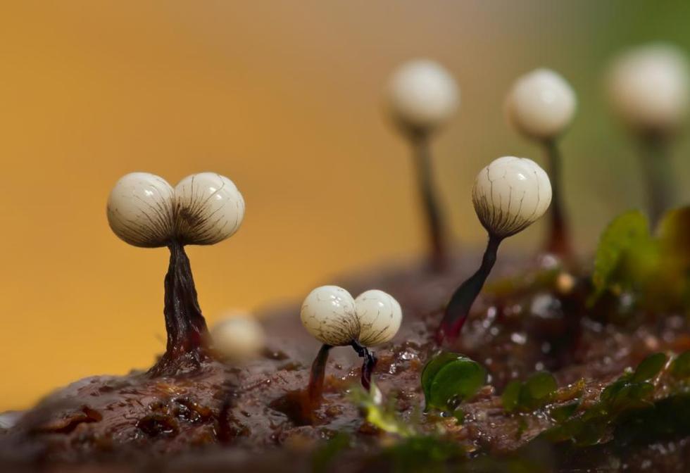 显微镜下微生物如“外星森林”