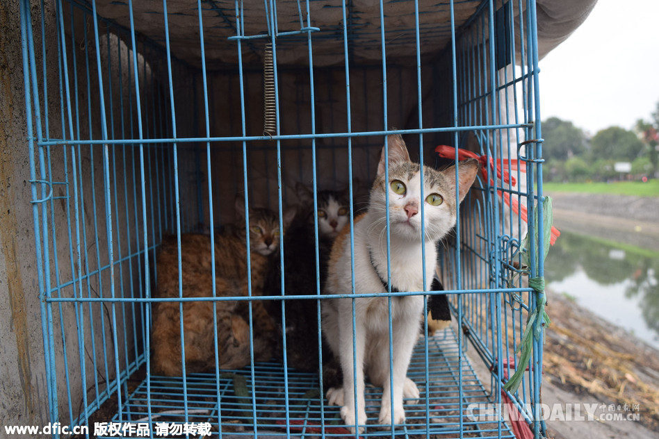 探访越南猫肉餐厅