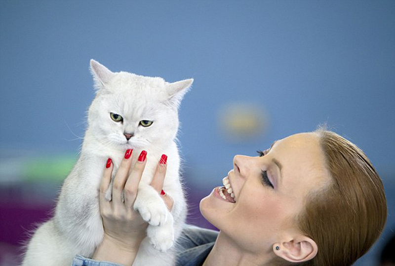 罗马尼亚国际猫咪展 稀有猫咪争相卖萌