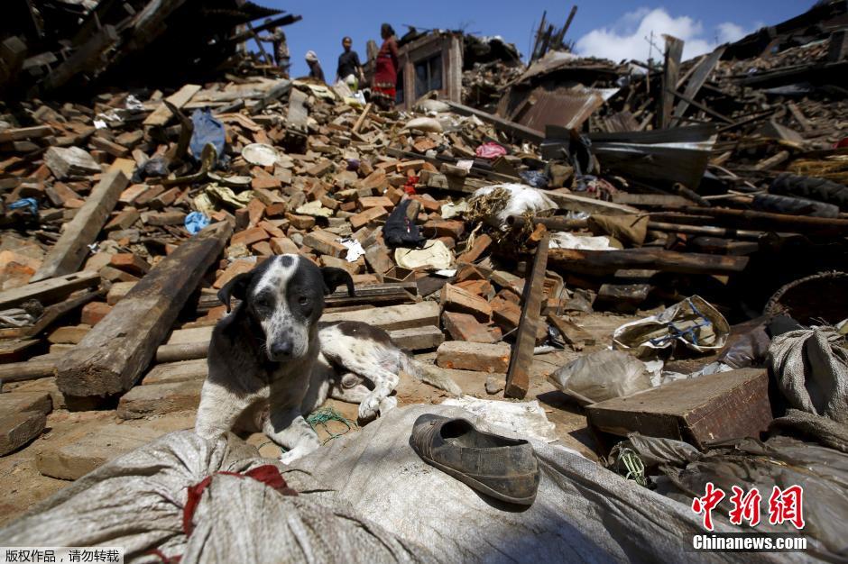 尼泊尔震后文物遭掩埋 居民瓦砾堆中寻生活用品