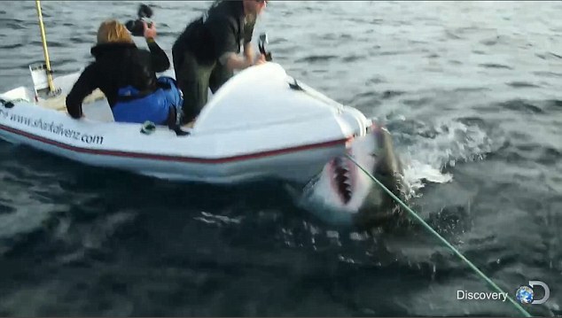 6米长大白鲨突袭小船画面