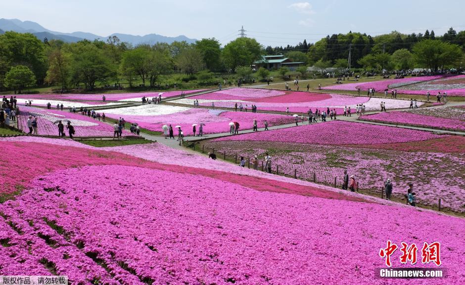 日本公园芝樱怒放 游人赏花流连忘返